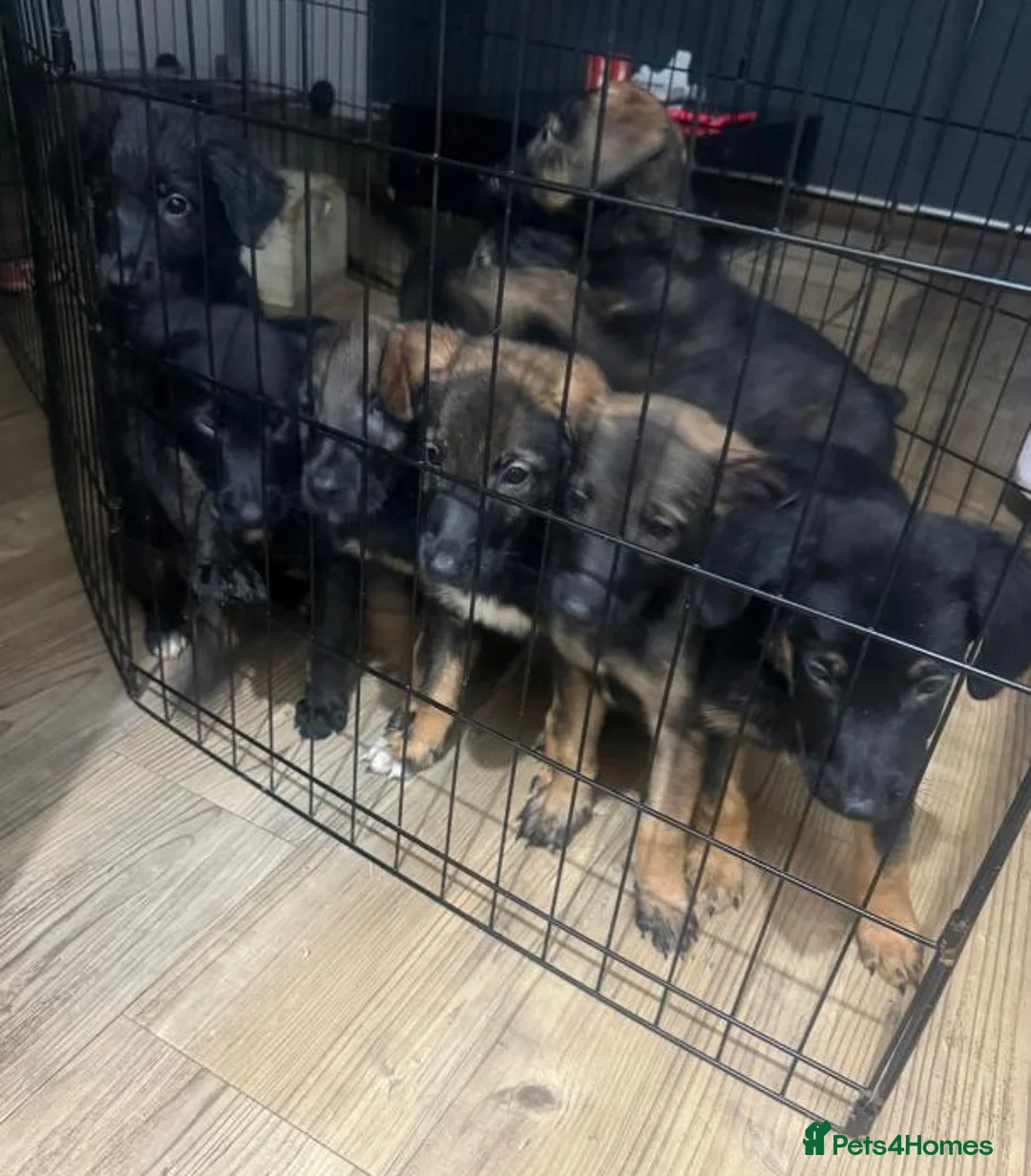 Mixed Breed dogs for sale: Puppies German Shepherd x Saluko x Dutch Harder - Advert 1