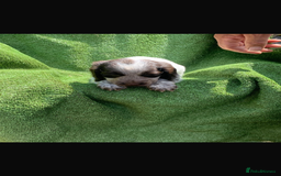 Cocker Spaniel dogs for sale: Cocker spaniel puppies only 2 left!  - Image 3