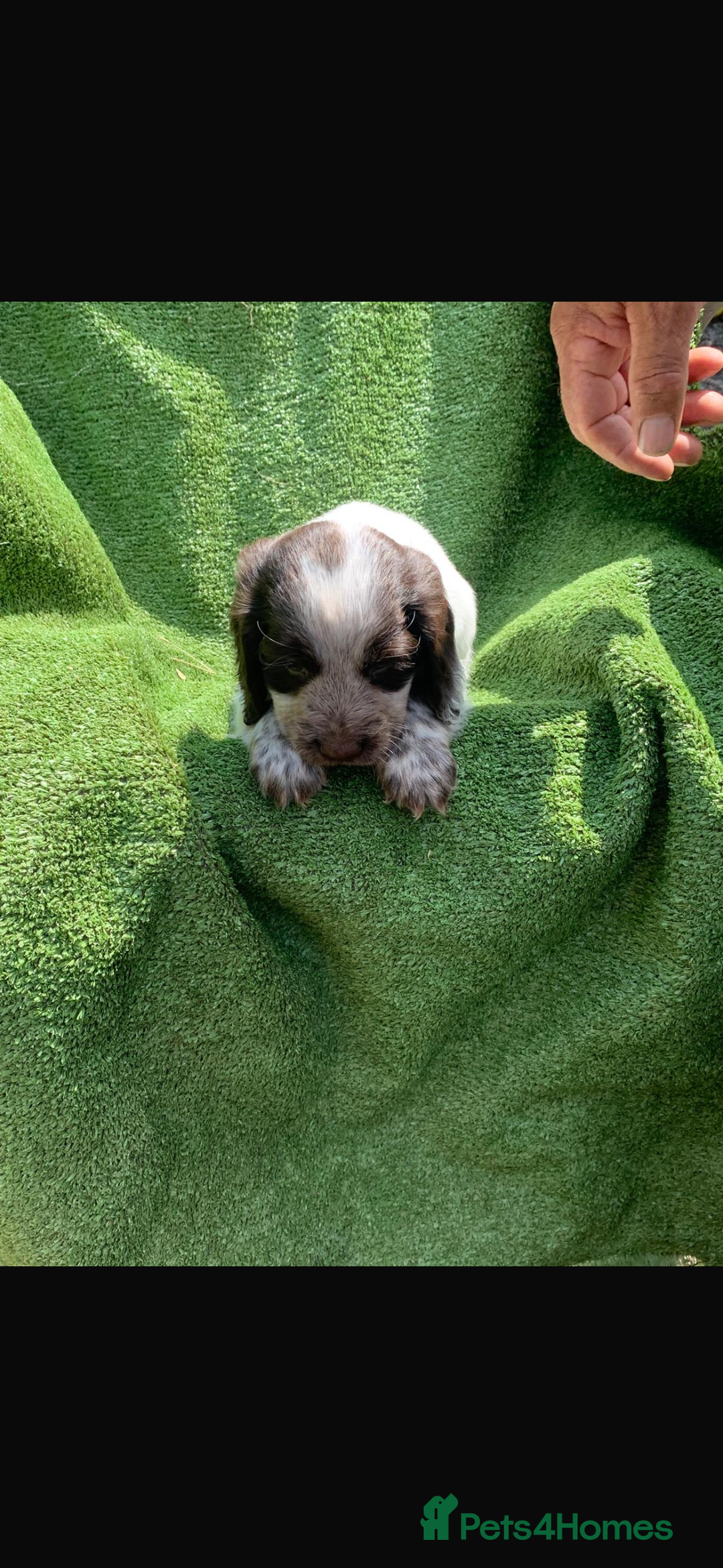 Cocker Spaniel dogs for sale: Cocker spaniel puppies only 2 left!  - Image 3