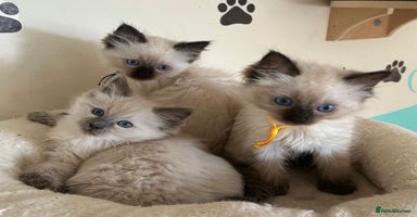 Ragdoll cats - Advert 3