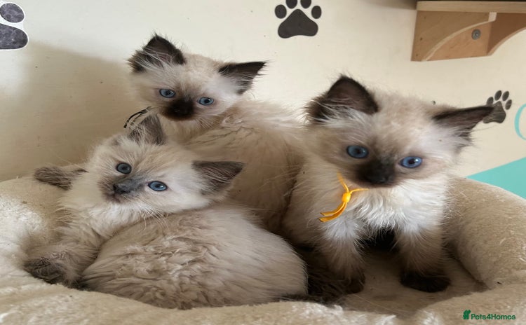 Ragdoll cats - Advert 2
