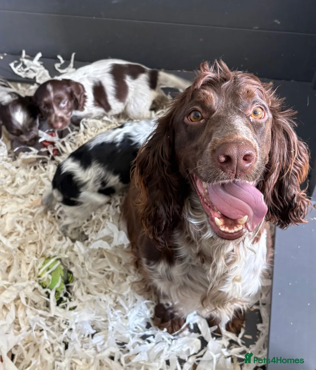 Cocker Spaniel dogs for sale: Beautiful Roan Cocker spaniel litter - Advert 11