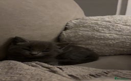 Mixed Breed cats for sale: 6 kittens - Image 3