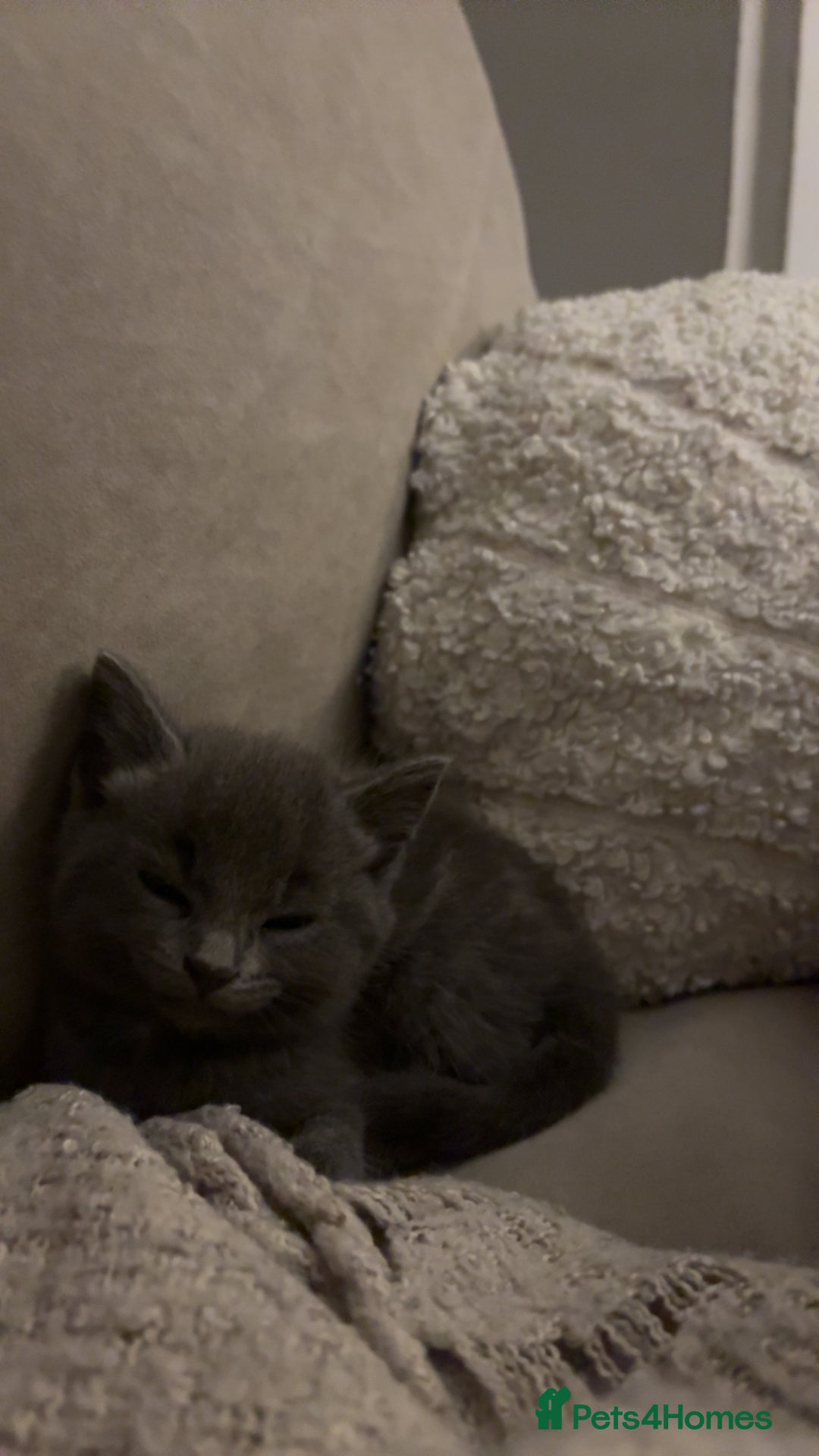 Mixed Breed cats for sale: 6 kittens - Image 3