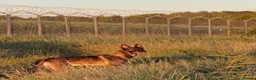 Belgian Shepherd Dog dogs for sale: *Urgent* 1 year old belgian malinois to be rehomed - Advert 3