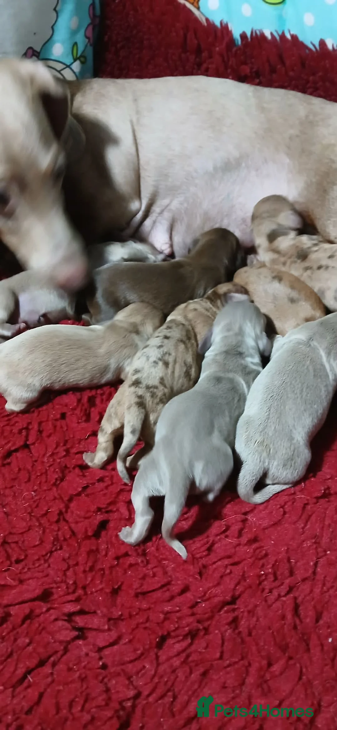 Miniature Dachshund dogs for sale: Miniature dachshund puppies - Advert 8