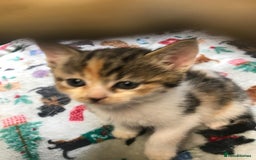 Persian cats for sale: 8 British short hair x Persian kittens  - Image 1