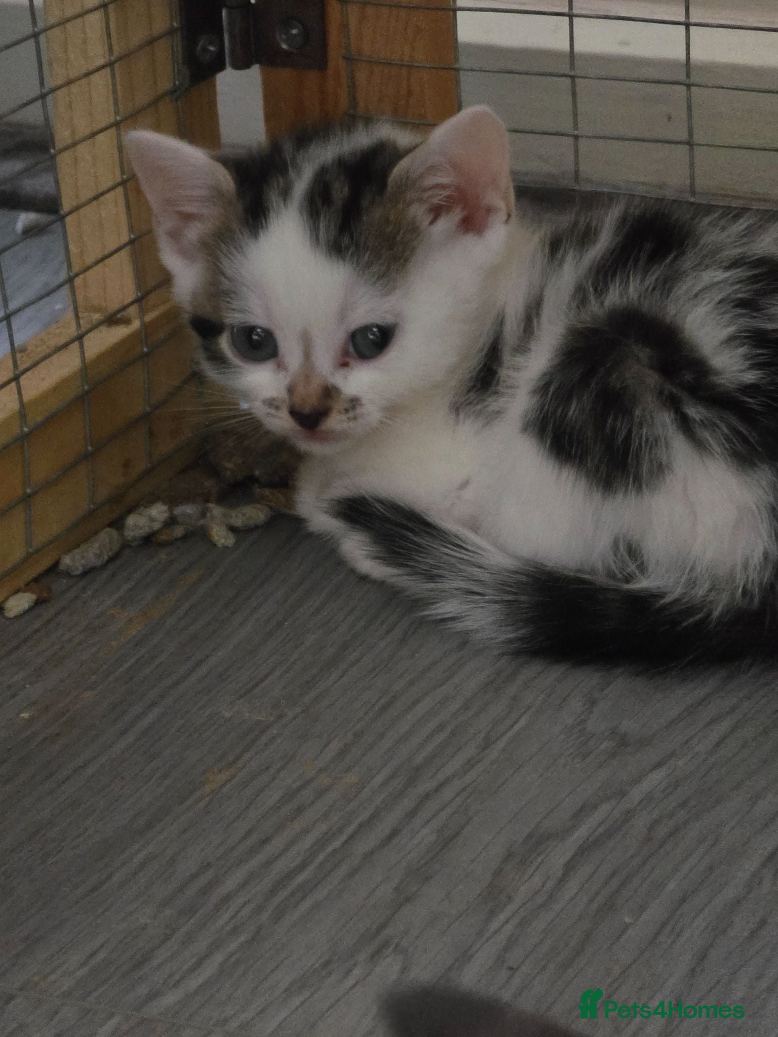 Mixed Breed cats Bengal cross kittens  - Advert 4