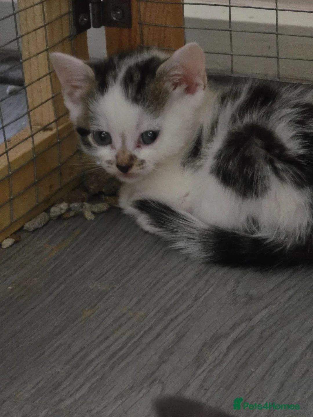 Mixed Breed cats for sale: Bengal cross kittens  - Advert 1