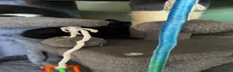 Mixed Breed cats for sale: Adorable kittens ready for there forever families  - Advert 8