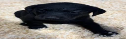 Labrador Retriever dogs for sale: 8 Working Black Labrador Puppies - Advert 8