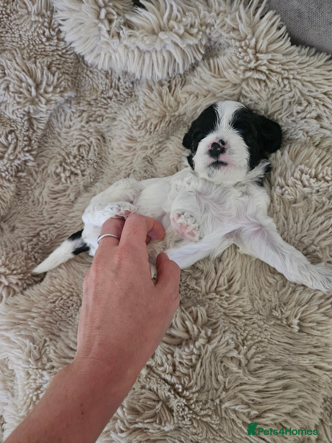 Mixed Breed dogs for sale: Cavapoo/Shihpoo mix - Image 21