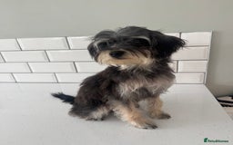 Morkie dogs for sale: 2 male morkies for sale  - Image 4