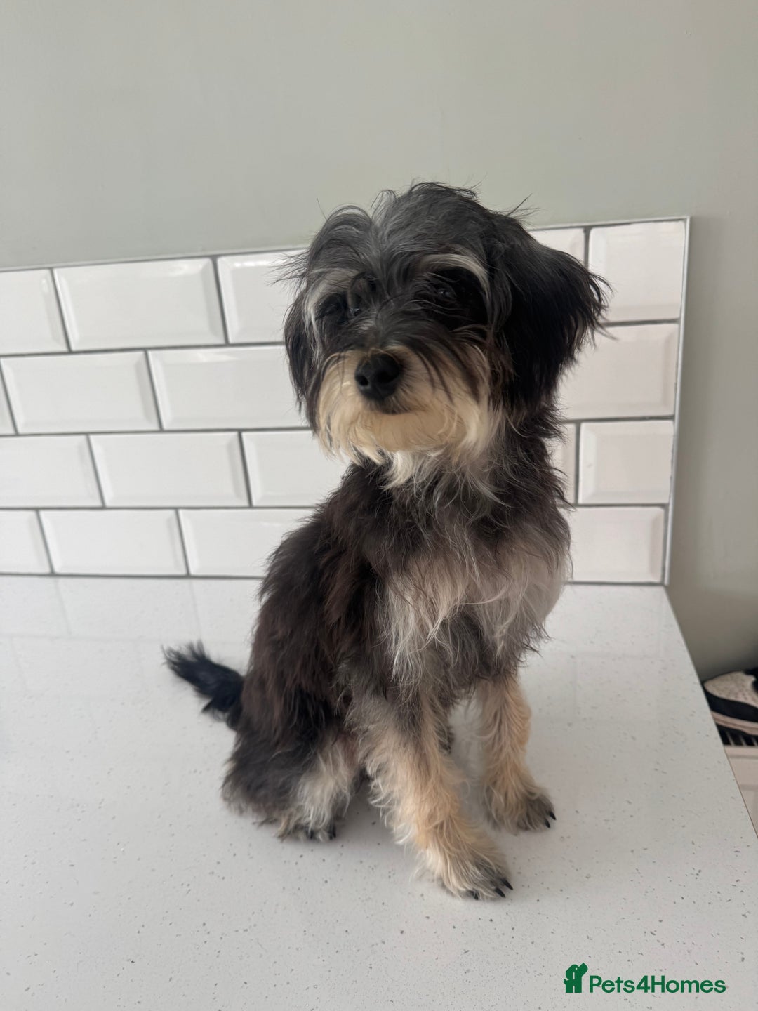 Morkie dogs for sale: 2 male morkies for sale  - Image 4