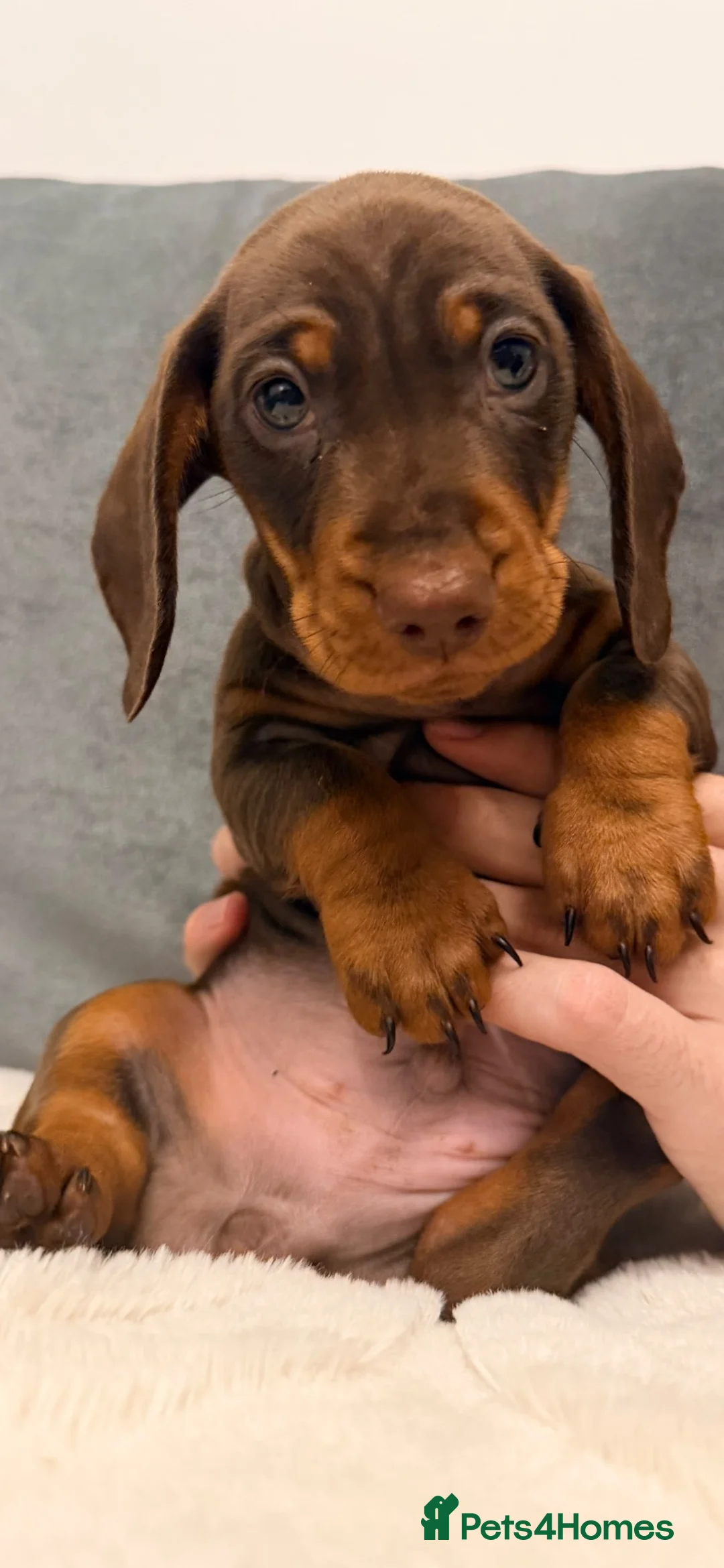 Miniature dachshund for sale in Stoke-on-Trent | Pets4Homes