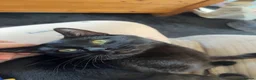 Mixed Breed cats for sale: Black male cat - Advert 3