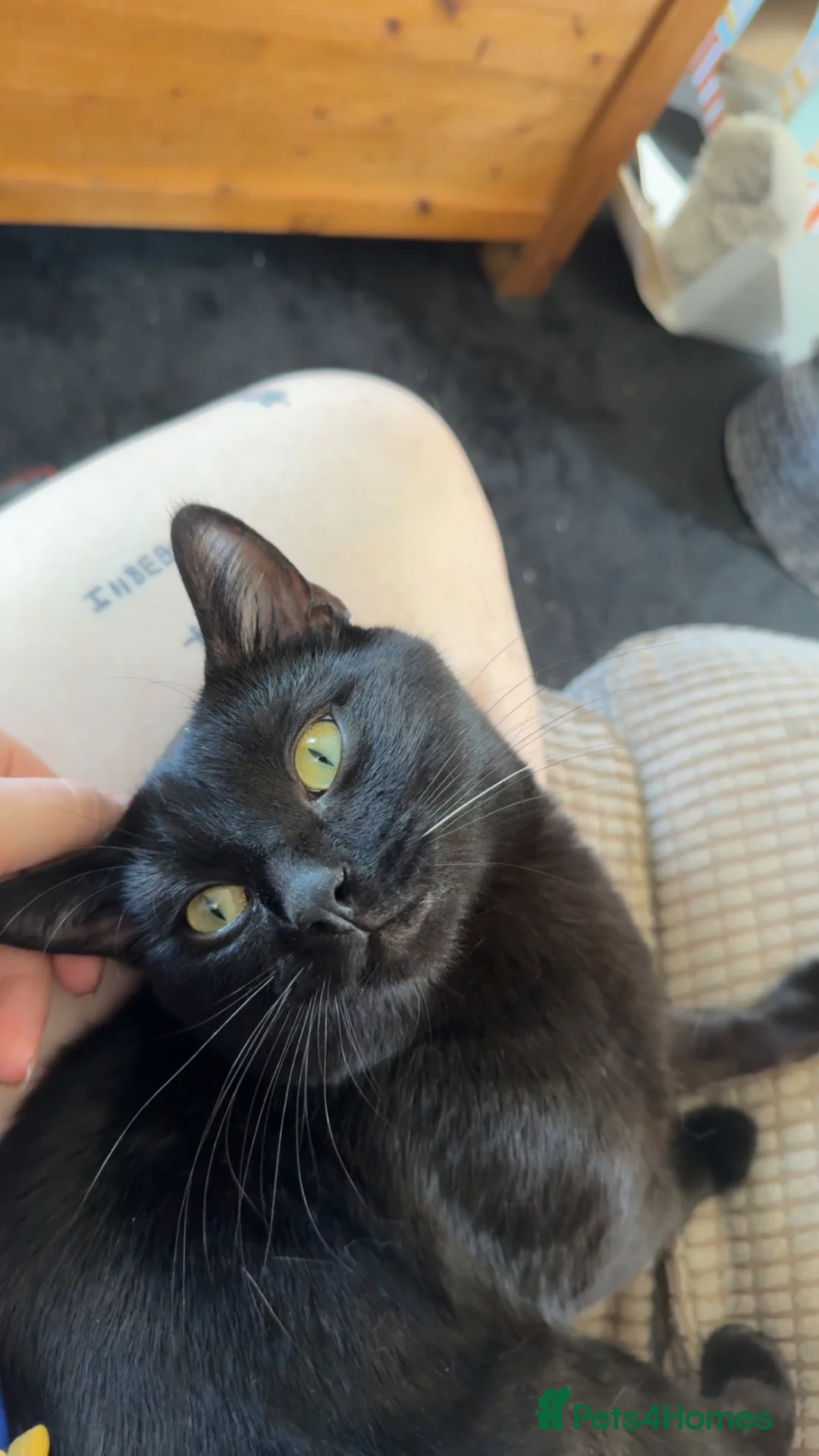 Mixed Breed cats for sale: Black male cat - Advert 3