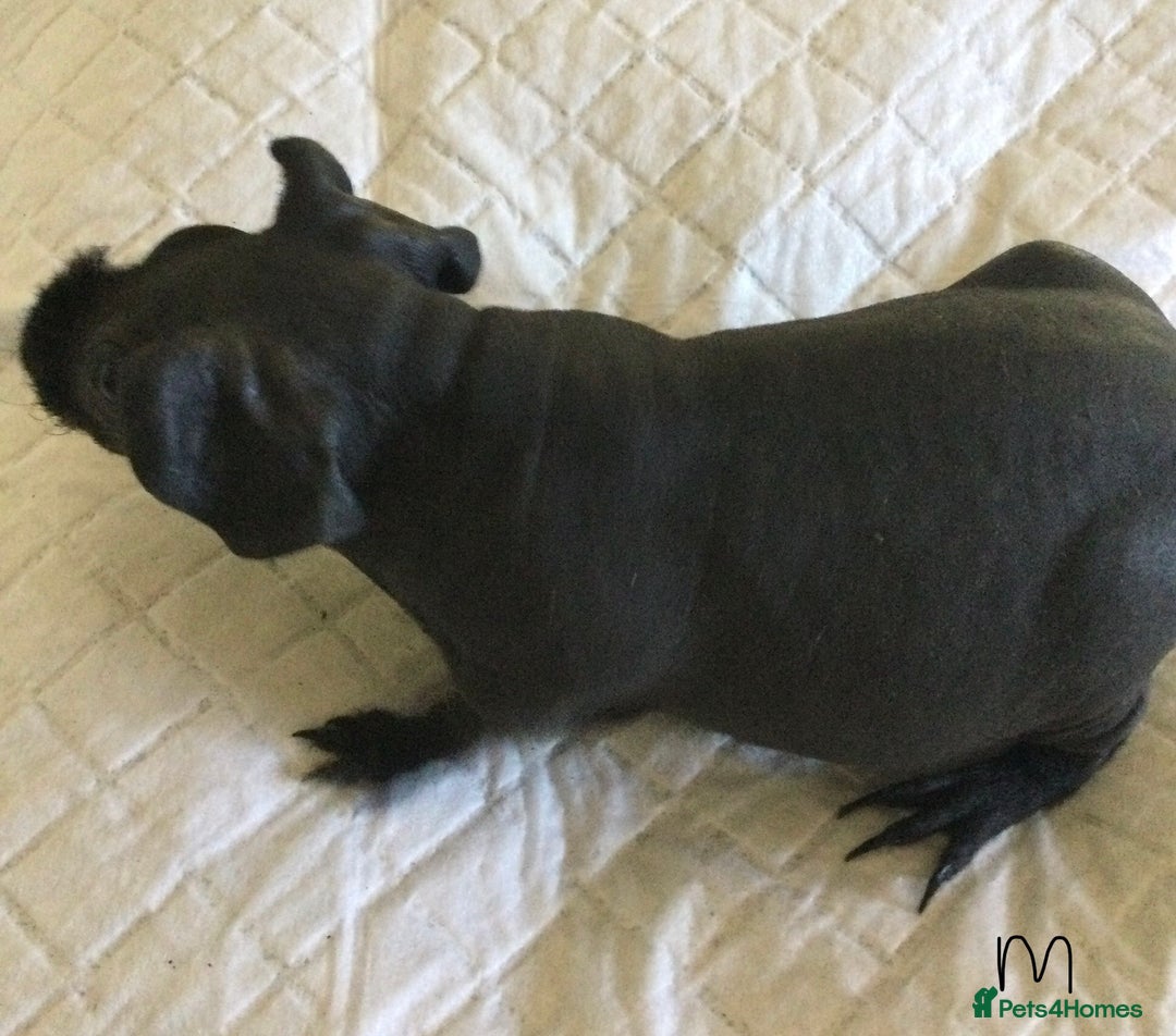 Guinea Pig rodents for sale:  skinny pigs  in Lewes - Image 28