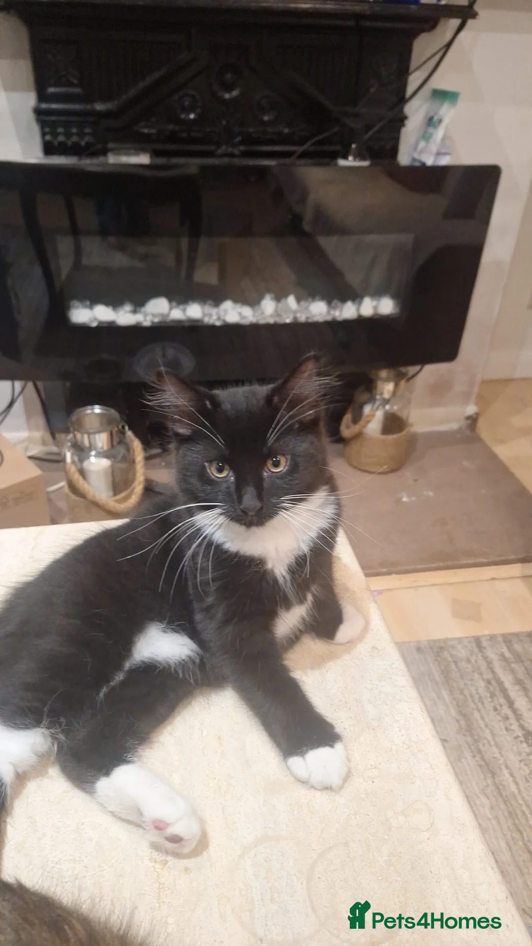 Norwegian Forest Cat cats for sale: Gorgeous Norwegian Forest kitten - Advert 2