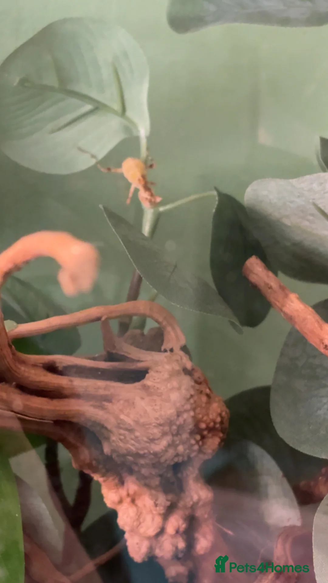 Praying Mantis invertebrates for sale: Yunnan Flower Mantis & Full Setup - Advert 2