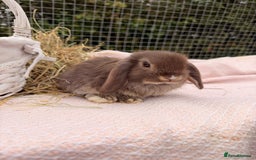 Mini Lop rabbits for sale: Pure mini lops, otters, grey, blue - Image 11
