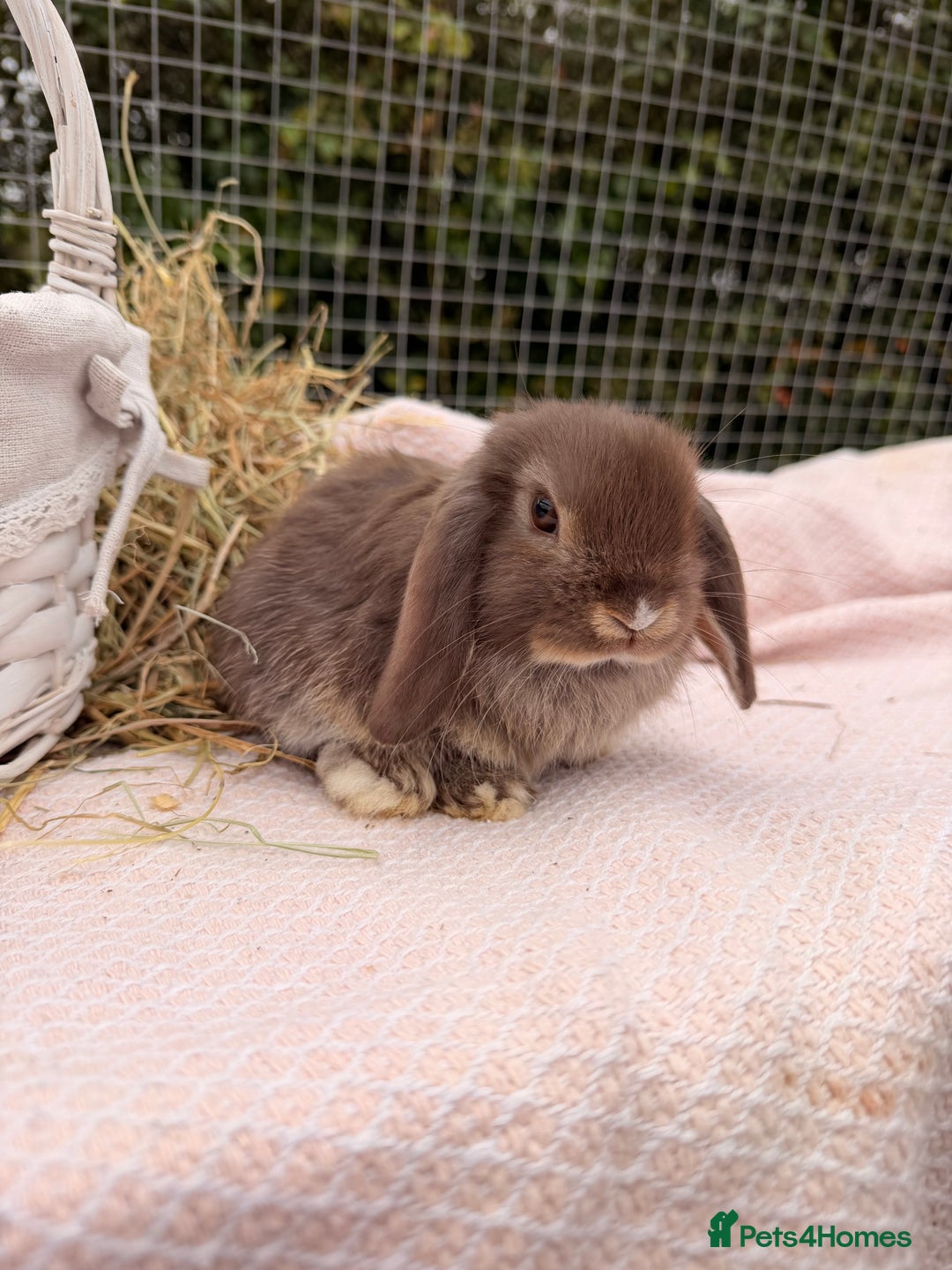 Mini Lop rabbits for sale: Pure mini lops, otters, grey, blue - Image 11