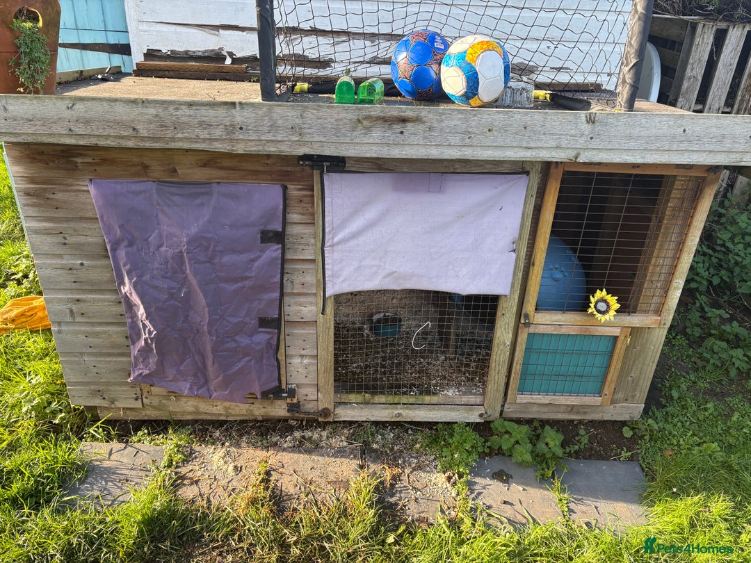 Guinea Pig rodents for sale: Beautiful male crested Guinea pig - Advert 3