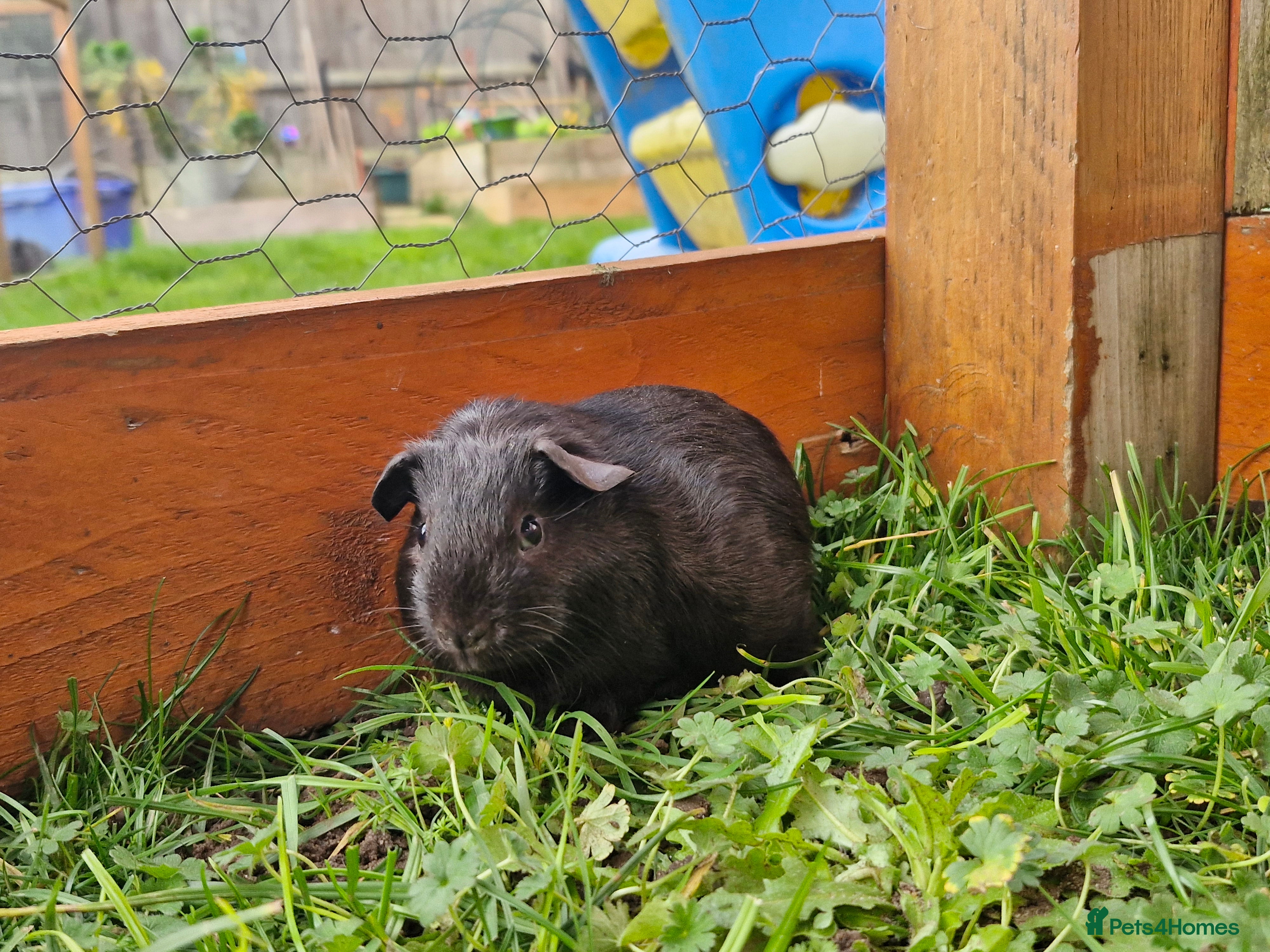 Guinea Pig rodents Baby guineas  - Advert 2