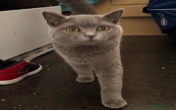 British Shorthair cats for sale: British shorthair female for sale  - Advert 4