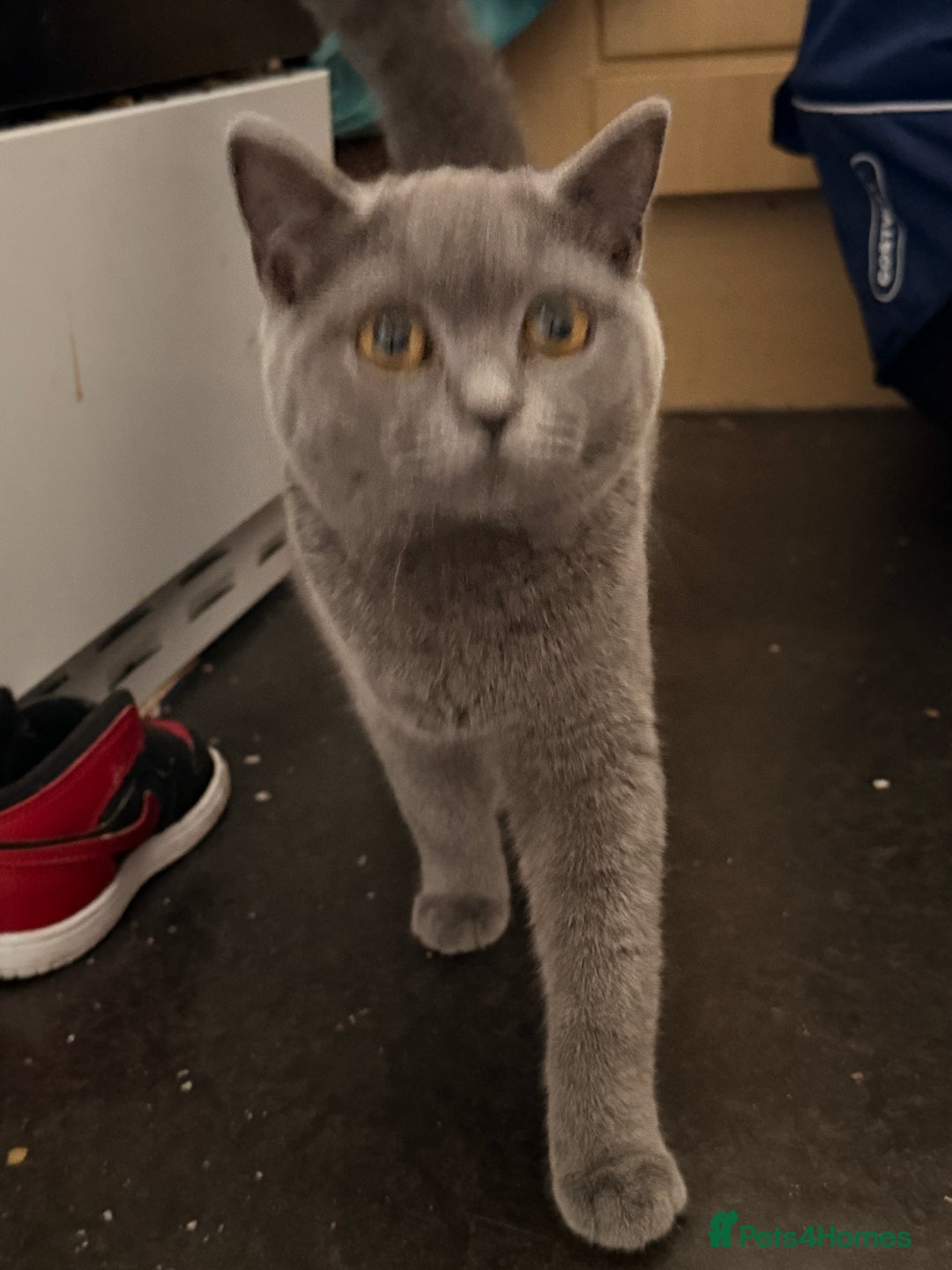 British Shorthair cats for sale: British shorthair female for sale  - Advert 4