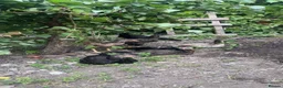 Mixed Breed poultry for sale: BrazillianXGerman O shamo in Dewsbury - Advert 5