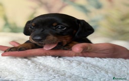 Miniature Dachshund dogs for sale: 3 boys and 1 girl  - Image 5