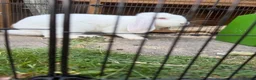French Lop rabbits for sale: French lop male bugsy  - Advert 3