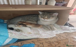 British Shorthair cats for sale: Adorable gorgeous pure British Shorthair Kittens  - Image 3