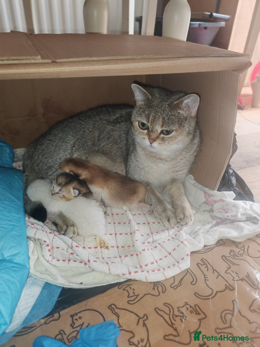 British Shorthair cats for sale: Adorable gorgeous pure British Shorthair Kittens  - Image 3