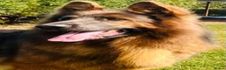German Shepherd dogs for stud: stunning blue and tan German shepherd at stud in Doncaster - Advert 2