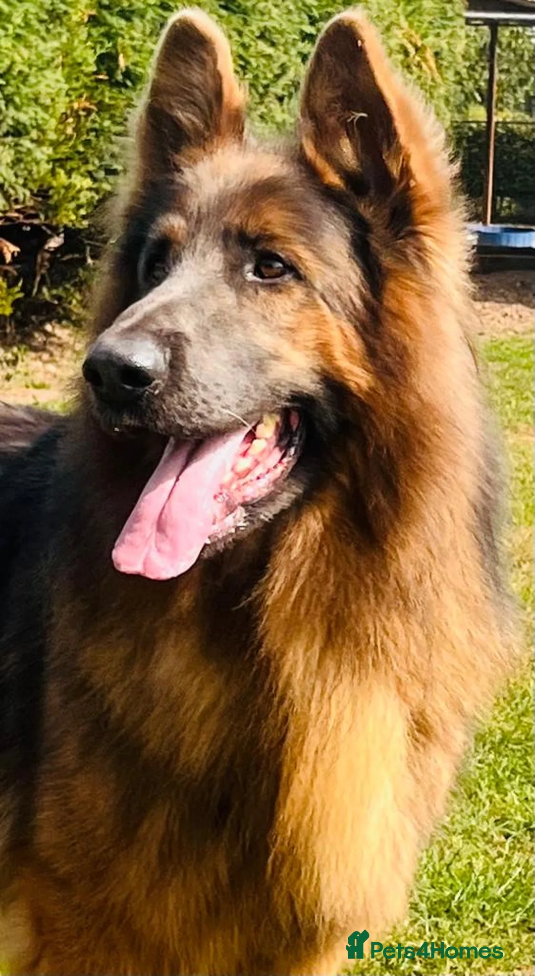 German Shepherd dogs for stud: stunning blue and tan German shepherd at stud in Doncaster - Advert 2