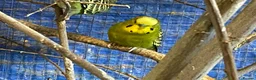 Budgerigars birds for sale: Baby budgies  - Advert 10
