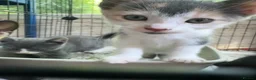 Mixed Breed cats for sale: 3 Gorgeous Kittens  - Advert 2