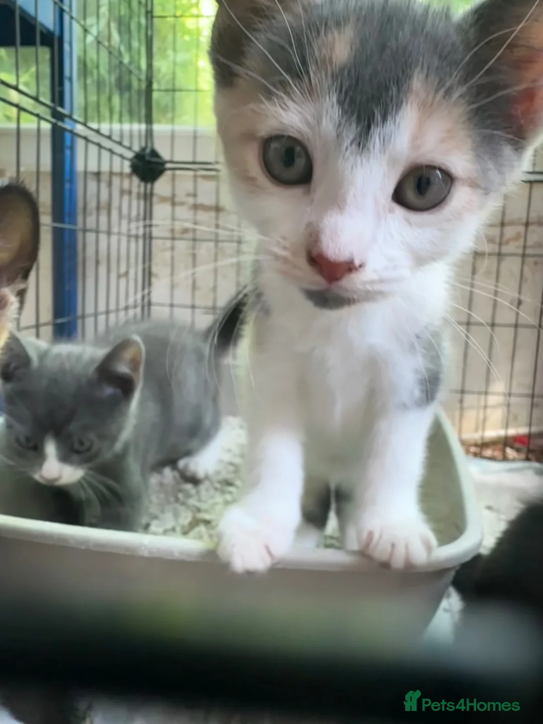 Mixed Breed cats for sale: 3 Gorgeous Kittens  - Advert 2