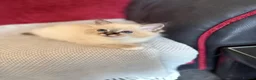 Birman cats for sale: Birman kittens - Advert 6