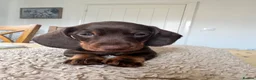 Miniature Dachshund dogs for sale: Reduced💜KC pedigree Mini Dachshund puppies - Advert 30