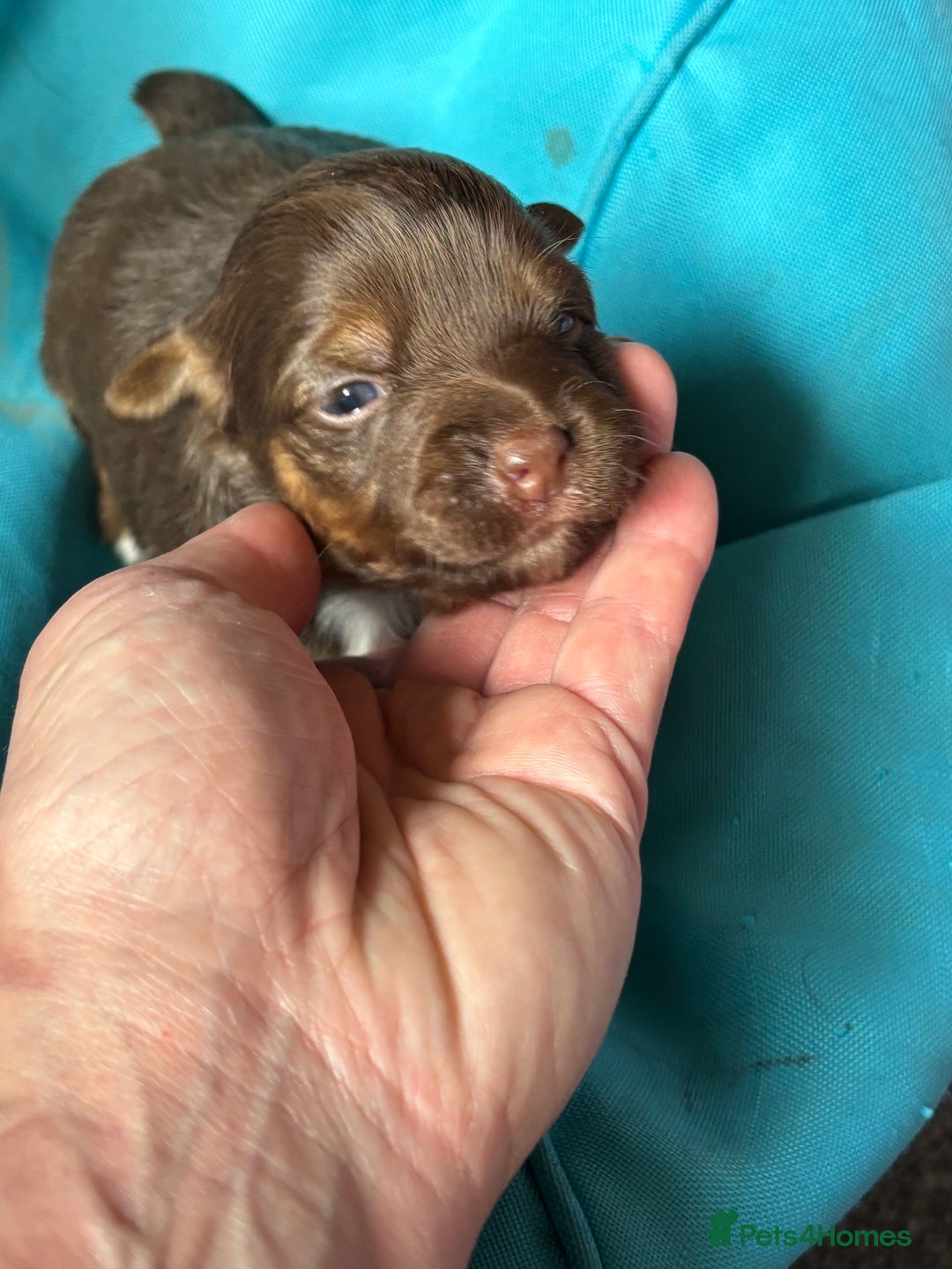 Jack Russell dogs for sale: Trad.working family short legged Jack Russell  - Advert 9