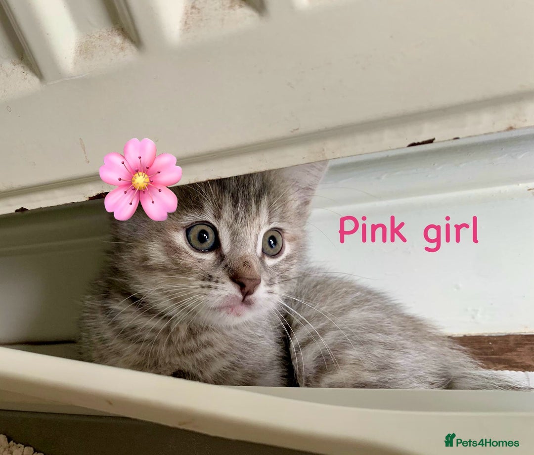 Siberian cats for sale: Siberian girl kittens ready for new home now - Image 26