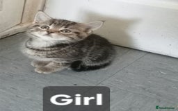 Mixed Breed cats for sale: Beautiful tabby kittens  - Image 1