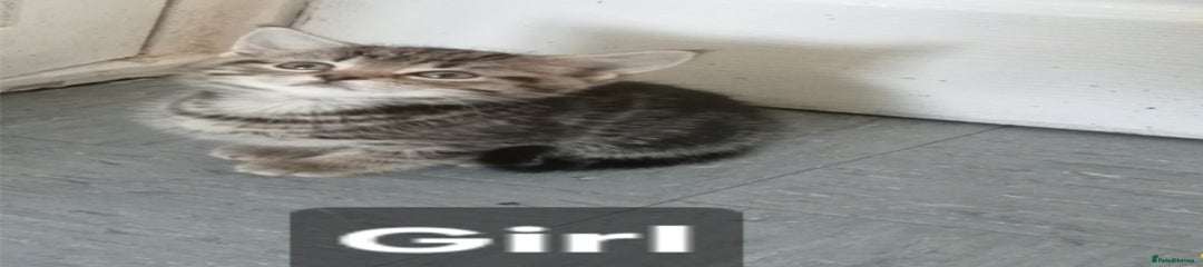 Mixed Breed Kitten 1