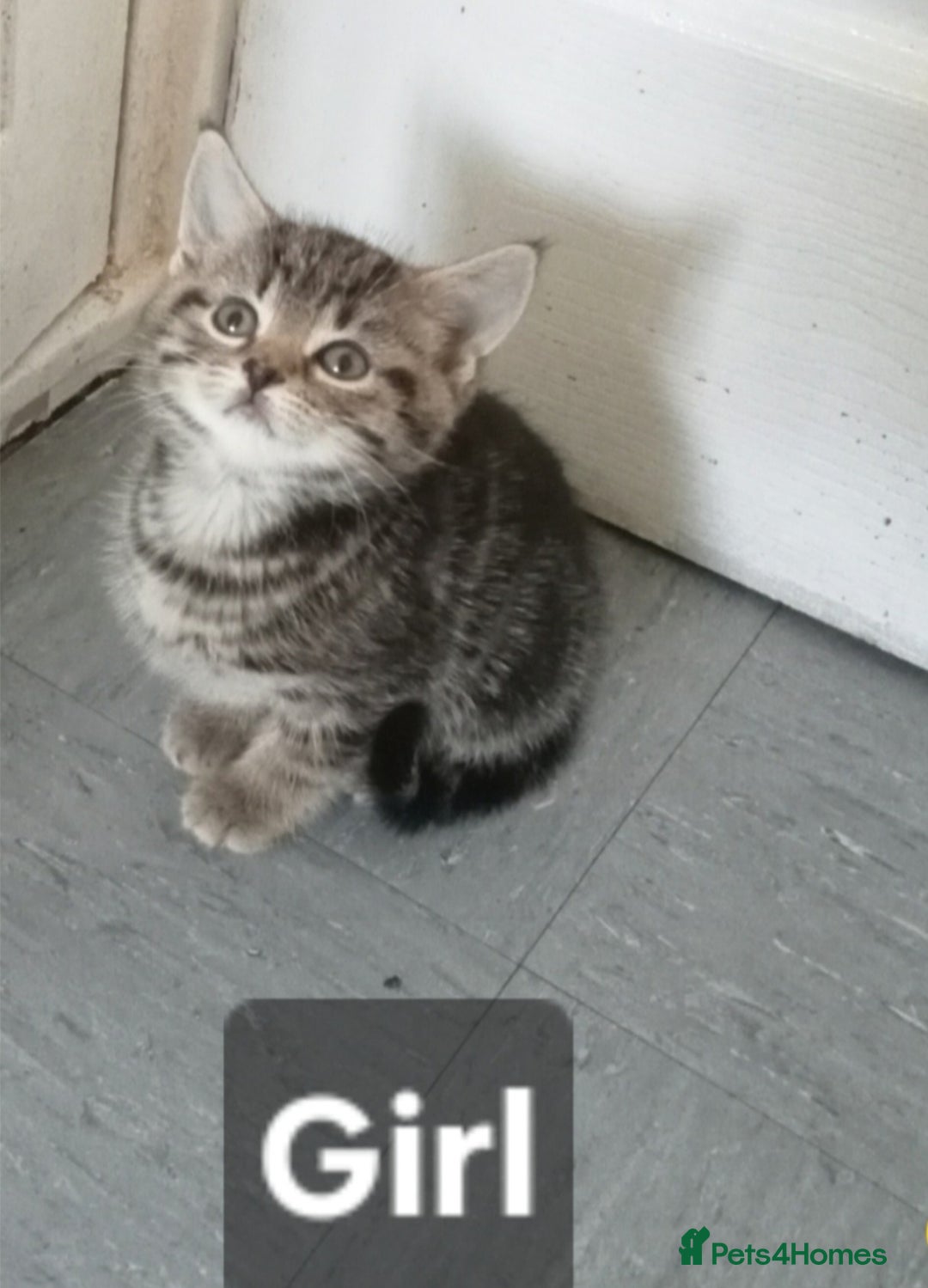 Mixed Breed cats for sale: Beautiful tabby kittens  - Image 1