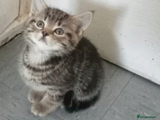 Mixed Breed cats - Advert 4