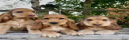 Cocker Spaniel dogs for sale: KC RegShow Type Cocker Spaniel Pups Health Tested - Advert 2