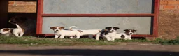 Jack Russell dogs for sale: Jack Russell Puppies for sale - Advert 16